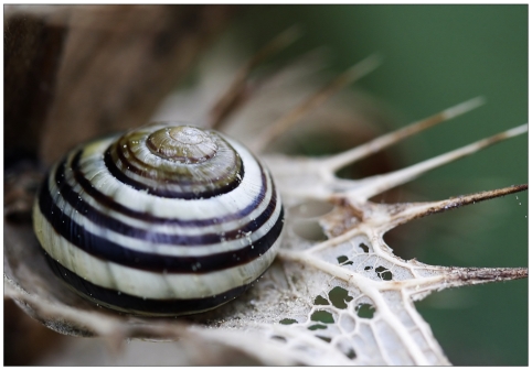 schnecke_1