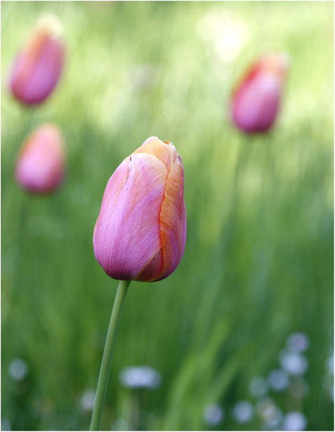 tulipan 5